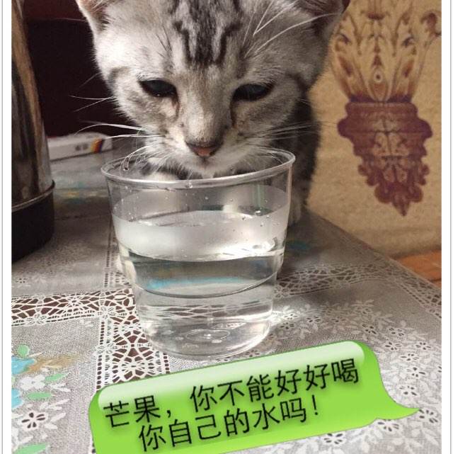 EauClaire本科毕业证